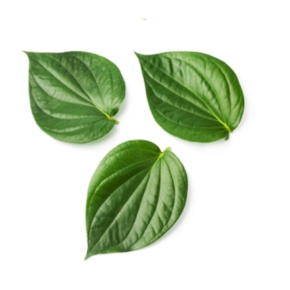 betel-leaf-oil-img