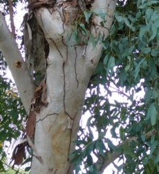 eucalyptus-oil-img