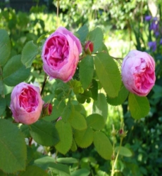 rose-oil-centifolia-img